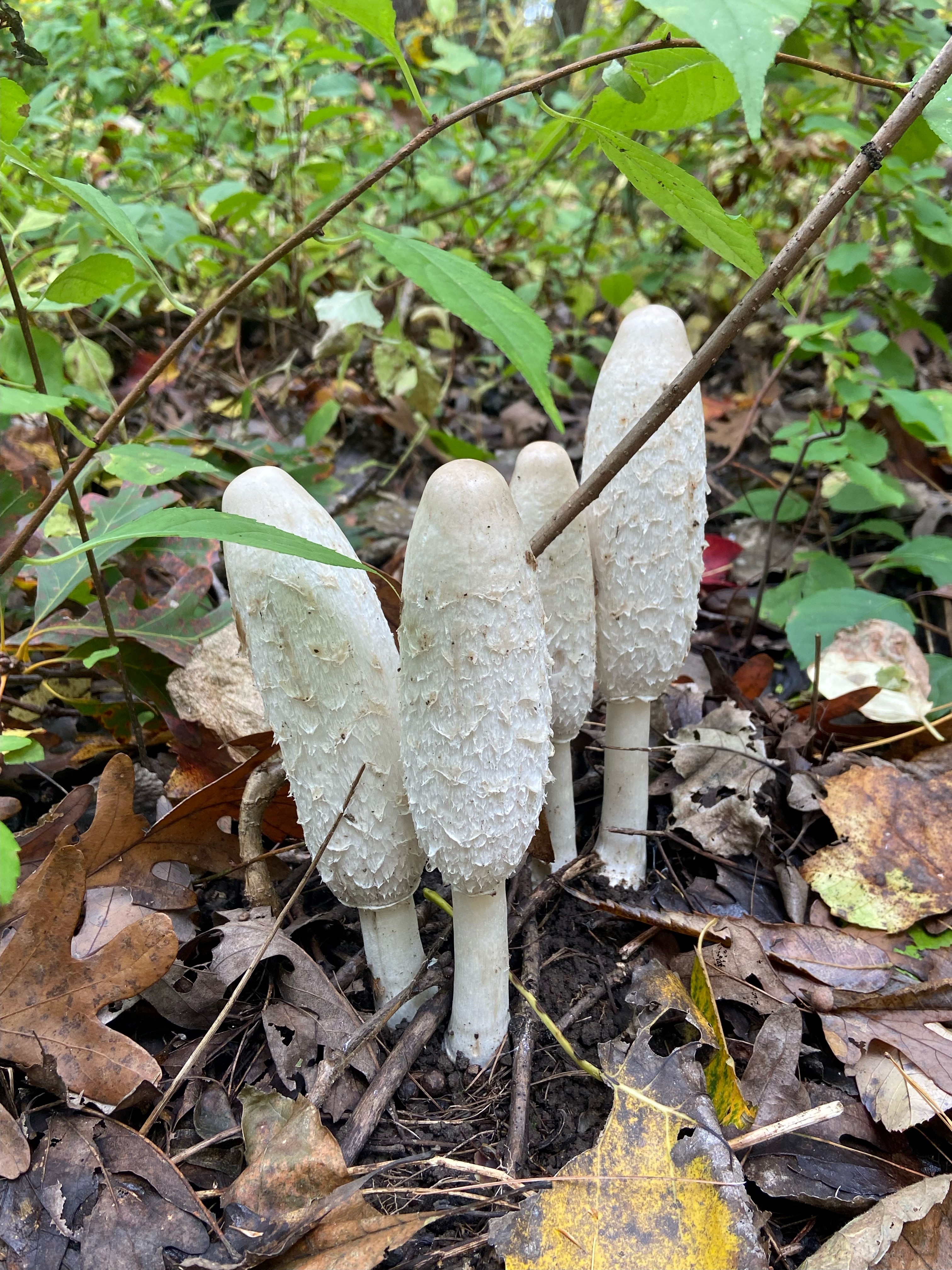 Shaggy Manes